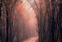 队记：杨瀚森或能解决开拓者半场进攻问题 比卢普斯不怕用年轻人